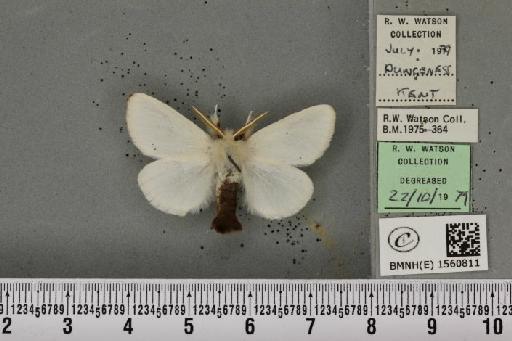 Euproctis chrysorrhoea (Linnaeus, 1758) - BMNHE_1560811_253467
