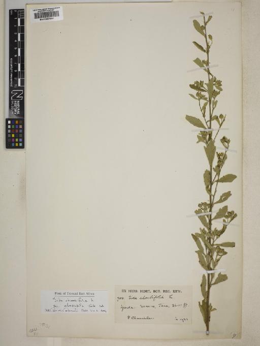 Sida rhombifolia var. afroscabrida - BM000827381
