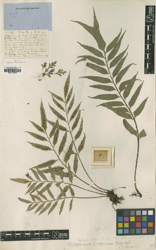 Asplenium geppii Carruth. - BM001048349