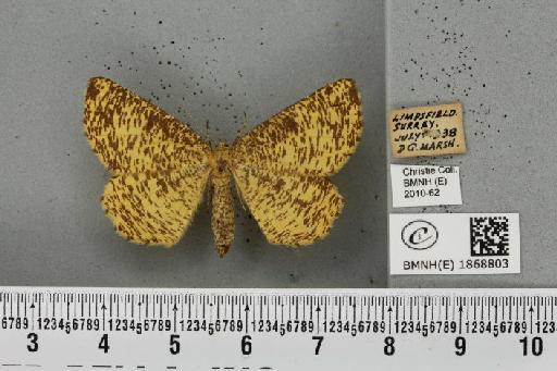 Angerona prunaria (Linnaeus, 1758) - BMNHE_1868803_441278