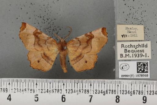 Selenia tetralunaria tetralunaria (Hufnagel, 1767) - BMNHE_1878968_449897