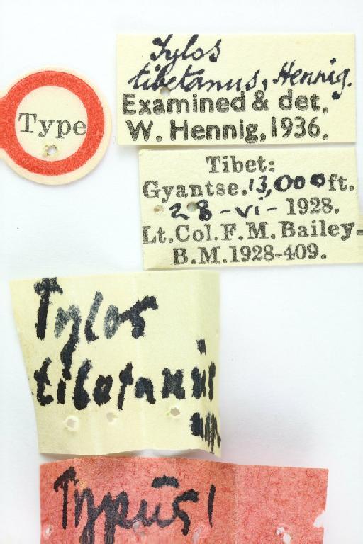 Tylos tibetanus Hennig, 1937 - Micropeza tibetanus HT labels