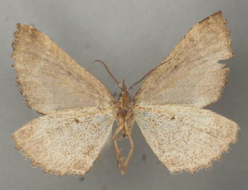 Larentia irma Prout, 1923 - Larentia irma Prout male syntyoe 1378647 ventral