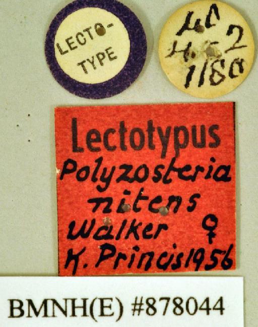 Polyzosteria nitens Walker, 1868 - Polyzosteria nitens Walker, F, 1868, female, lectotype, labels. Photographer: Heidi Hopkins. BMNH(E)#878044