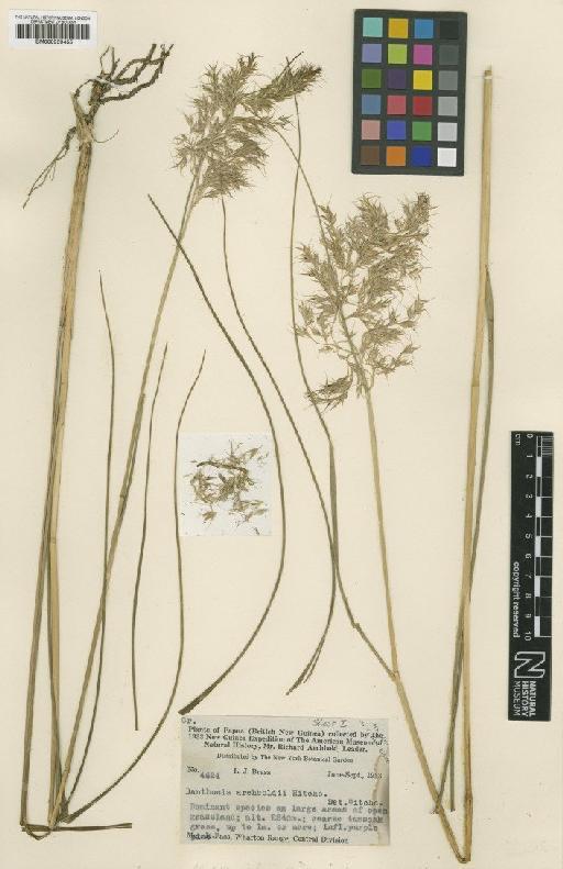 Chionochloa archboldii (Hitchc.) Conert - BM000959455