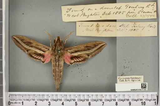 Hippotion celerio (Linnaeus, 1758) - NHMUK_010477193_534796