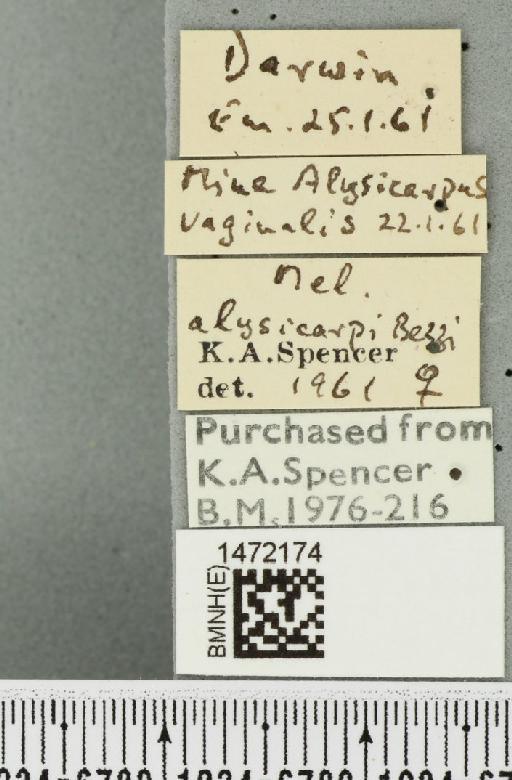 Ophiomyia alysicarpi Bezzi, 1928 - BMNHE_1472174_label_46979