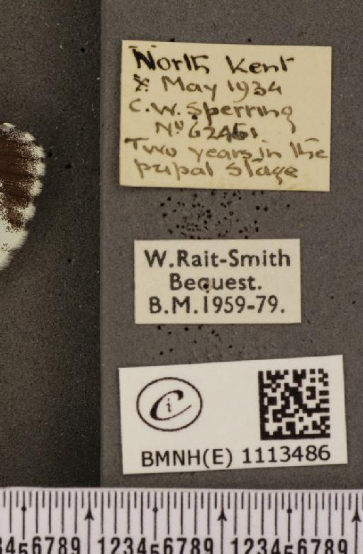 Anthocharis cardamines britannica Verity, 1908 - BMNHE_1113486_label_66714