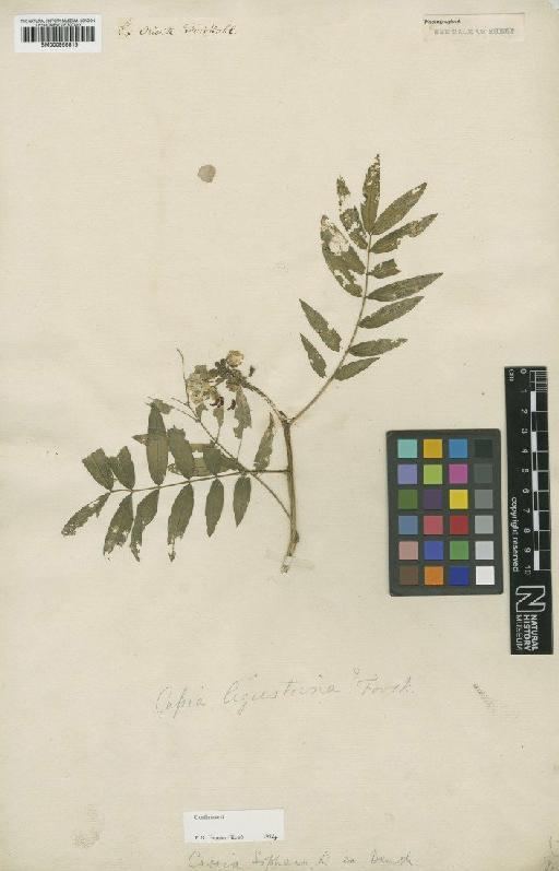 Cassia sophera L. - BM000958815