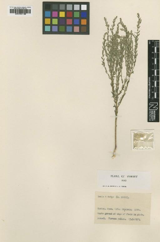 Thymelaea mesopotamica (C.Jeffrey) Peterson - BM000951166