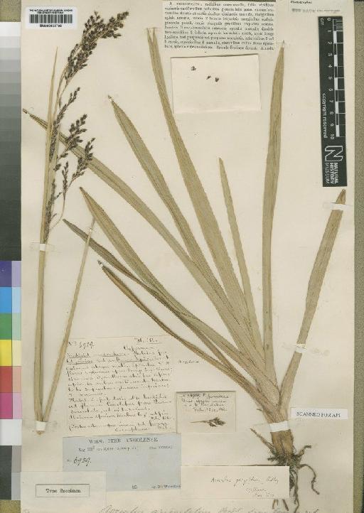 Scleria griegiifolia (Ridl.) C.B.Clarke - BM000922708