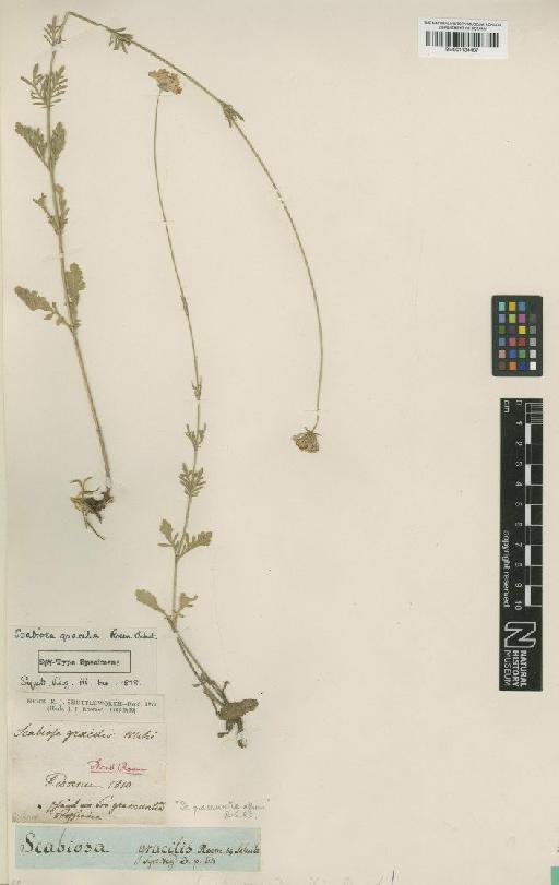 Scabiosa triandra L. - BM001134487