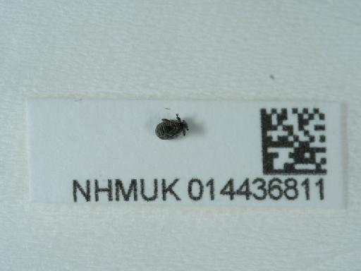 Ceutorhynchus (Ceutorhynchus) typhae (Herbst, 1784) - 014436811_5