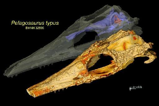 Pelagosaurus typus - PV OR 32599 Witmer CT scan
