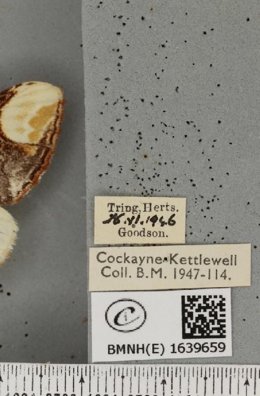 Phalera bucephala bucephala (Linnaeus, 1758) - BMNHE_1639659_label_208813