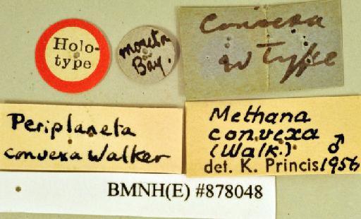 Periplaneta convexa Walker, 1869 - Periplaneta convexa Walker, F, 1869, male, holotype, labels. Photographer: Heidi Hopkins. BMNH(E)#878048