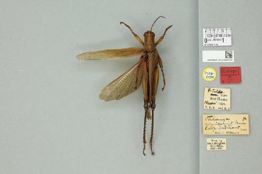 Valanga nigricornis insularis Willemse, 1928 - 012498435_71900_84604