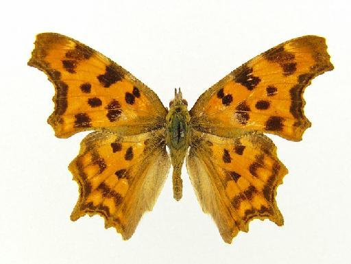 Polygonia extensa Leech - Polygonia extensa type male