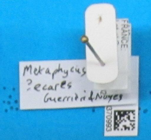Metaphycus ecares Guerrieri & Noyes, 2000 - Metaphycus ecares 010370993 nt crop