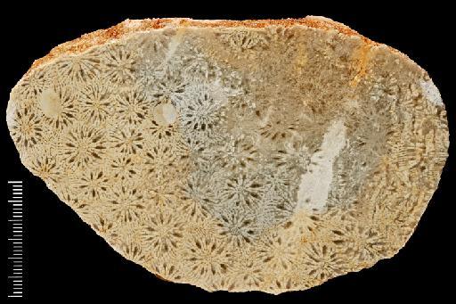 Diploastrea crassolamellata - Fossil Coral AZ3111