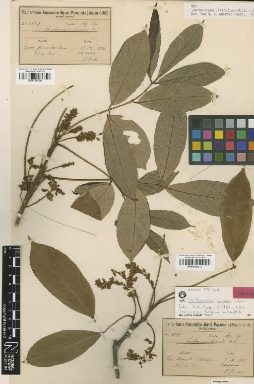 Lonchocarpus latifolius (Willd.) DC. - BM001124545