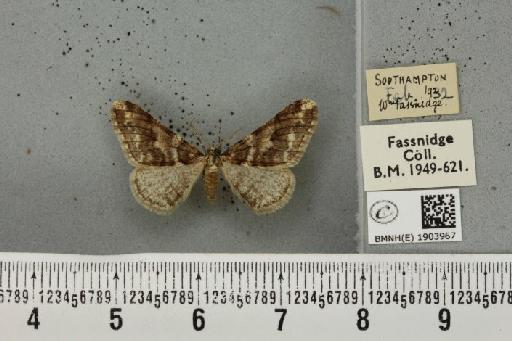 Agriopis leucophaearia (Denis & Schiffermüller, 1775) - BMNHE_1903967_463050