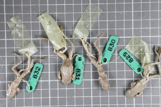Rhacophorus turpes - Image of specimen 1974.828-832