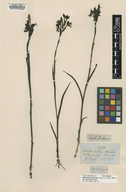 Habenaria spathulifera Cogn. - BM000032725