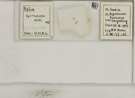 Aphis (Medoralis) spiraecola Patch, 1914 - 014226144_112526_1093088_157866_NoStatus