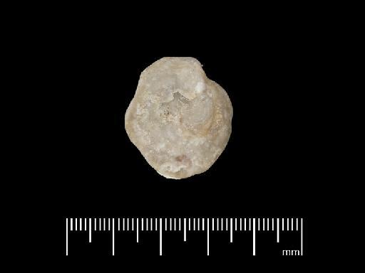 Ostrea Rafinesque, 1815 - NHM-UK_PI_OR_34197(2)-2.1