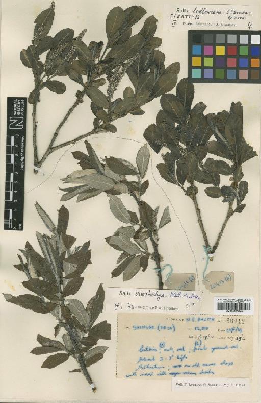 Salix ludlowiana A.K.Skvortsov - BM000958043