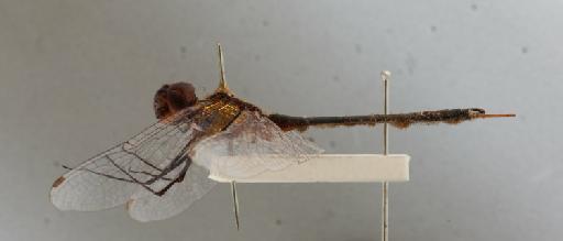 Urothemis rendalli Kirby, 1898 - 011247216_Ephidata_amayonica_LT_lateral