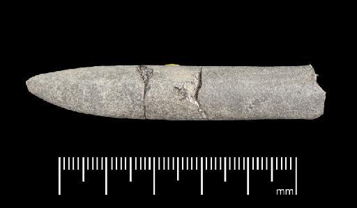 Simpsonibelus expansus (Simpson) - PI CC 1332 - belemnite