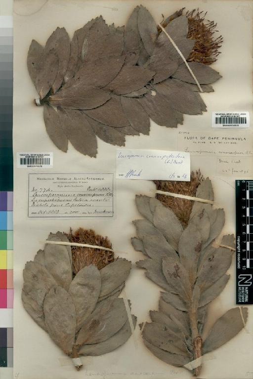 Leucospermum conocarpodendron subsp. conocarpodendron (L.) H.Buek - BM000910819