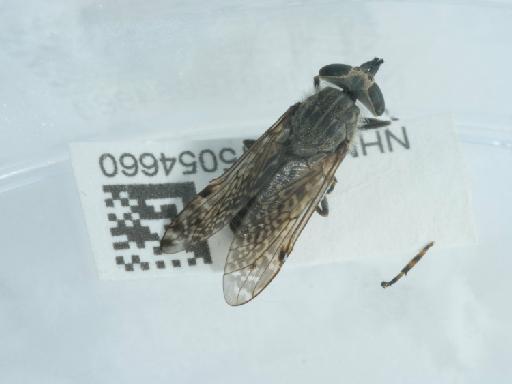 Haematopota pluvialis (Linnaeus, 1758) - 015054660_1