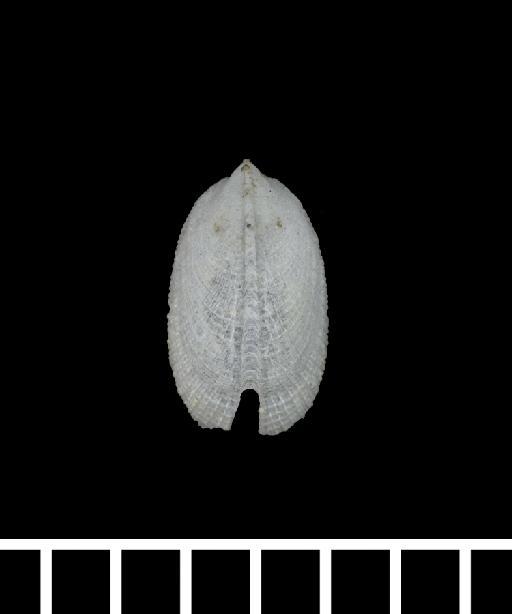Zeidora reticulata A. Adams, 1862 - 1878.1.28.150c