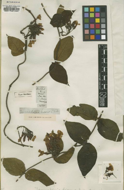 Temnadenia odorifera (Vell.) J.F.Morales - BM000017546