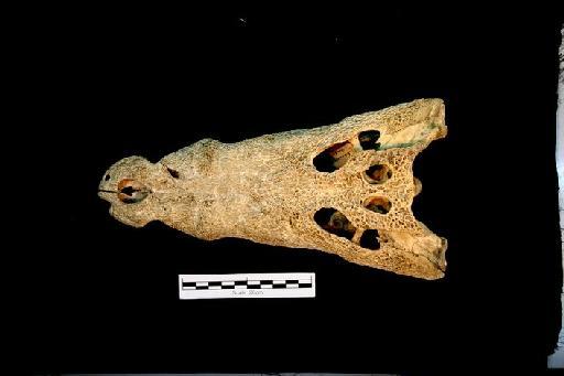Crocodylus niloticus - ED_C_niloticus_1900.9.22.2(cran)