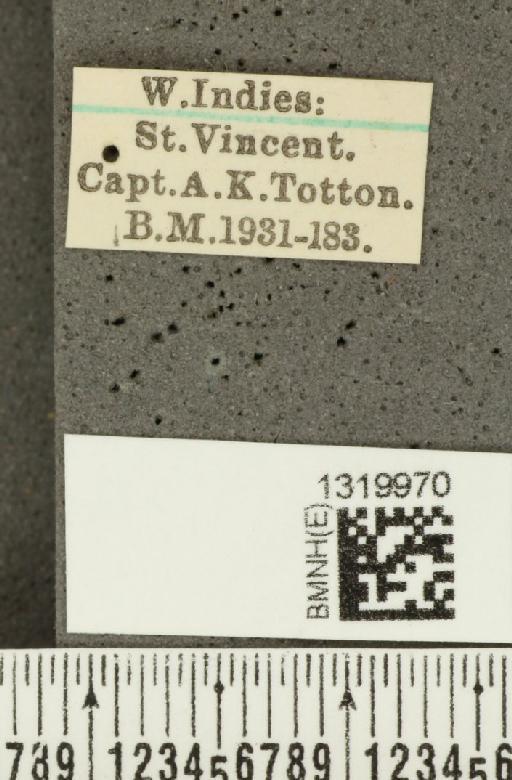 Diabrotica sinuata (Olivier, 1789) - BMNHE_1319970_label_17639