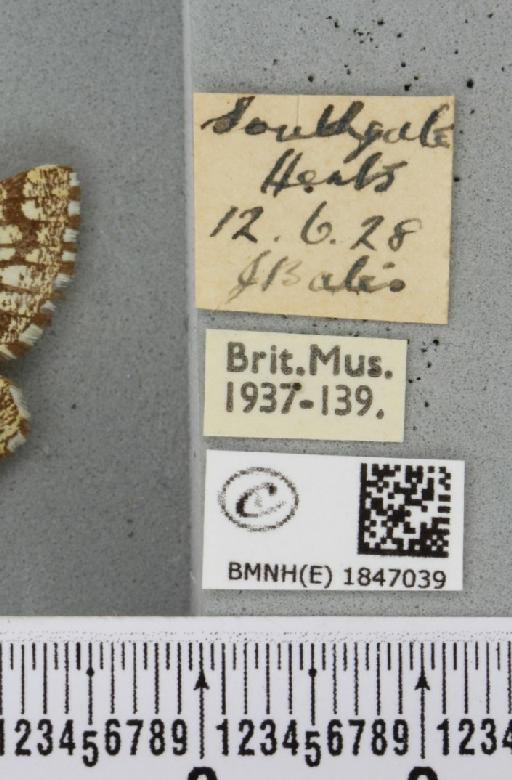 Chiasmia clathrata clathrata (Linnaeus, 1758) - BMNHE_1847039_label_423594