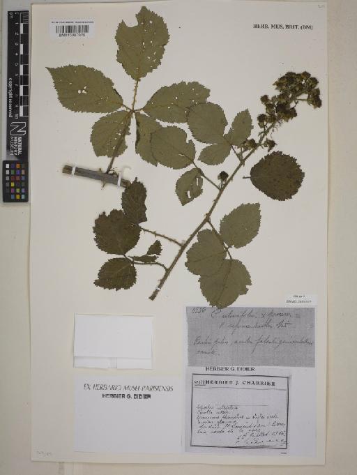 Rubus × sepimenticola Sudre - BM013865926