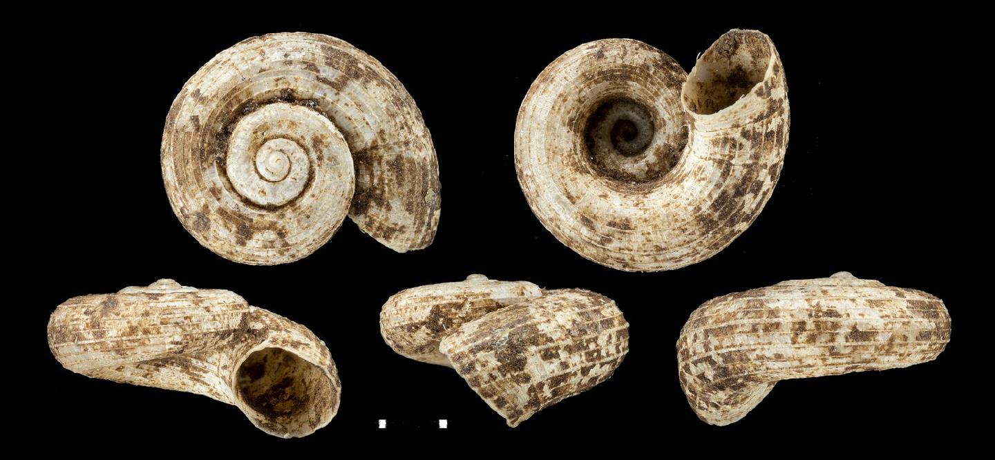 To NHMUK collection (Cyclotopsis filicum Morelet, 1877; SYNTYPE(S); NHMUK:ecatalogue:7786144)