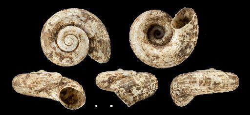 Cyclotopsis filicum Morelet, 1877 - 1893.2.4.776-778, SYNTYPES, Cyclotopsis filicum Morelet, 1877