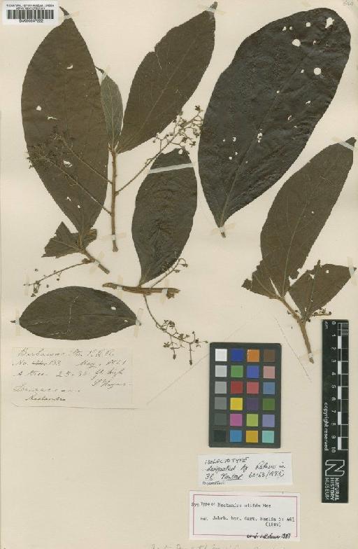 Nectandra nitida Mez - BM000947222