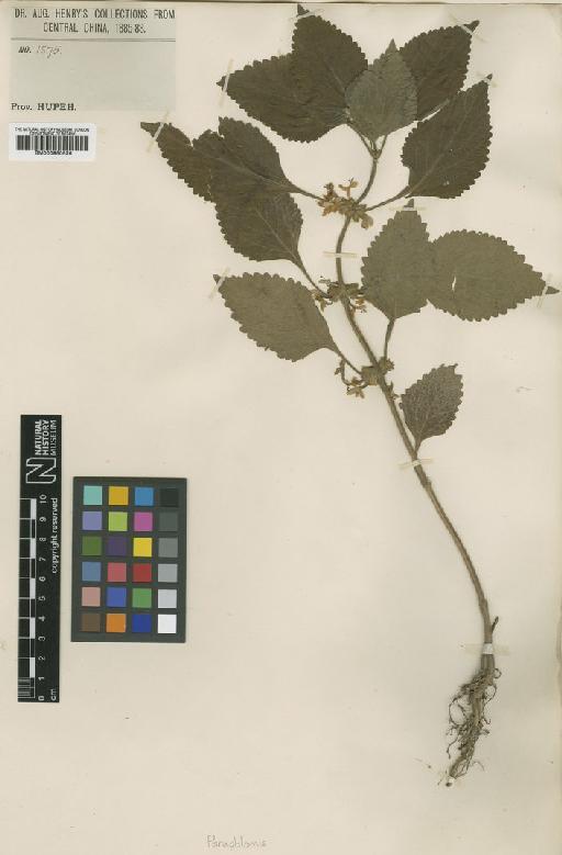 Paraphlomis albiflora (Hemsl.) Hand.-Mazz. - BM000950526