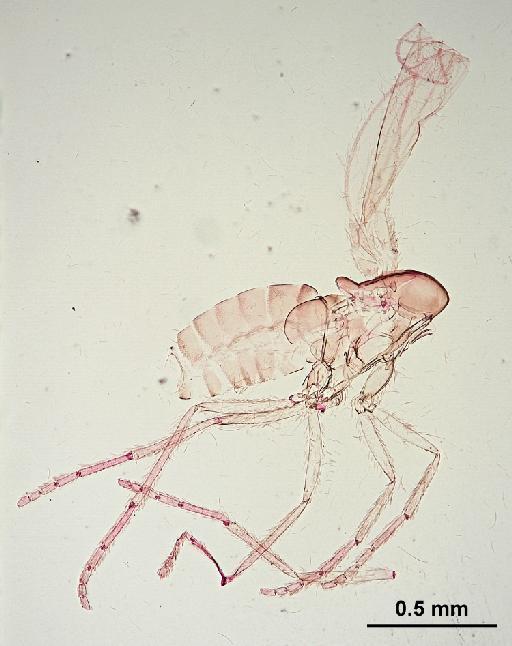 Trichomyia biuncata Duckhouse, 1978 - Trichomyia_biuncata-010210261-body-64_0x-scale