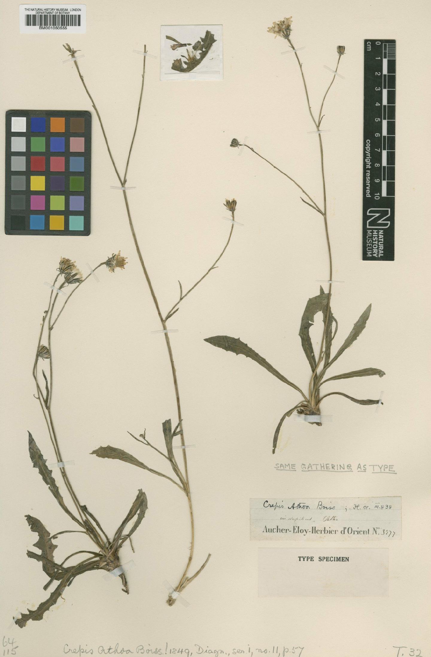 To NHMUK collection (Crepis athoa Boiss.; Type; NHMUK:ecatalogue:2395673)