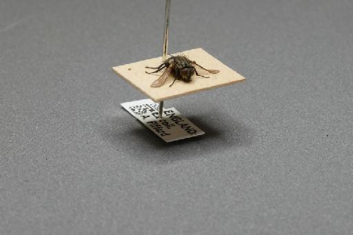 Sarcophaga (Myorhina) nigriventris Meigen, 1826 - 015092550_additional_4