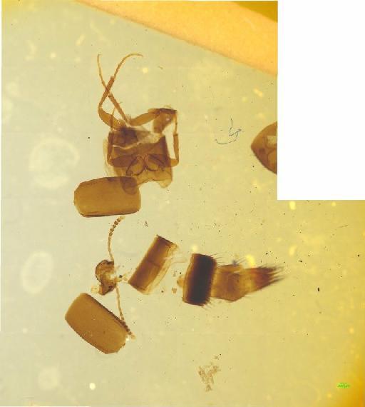 Tachyporinae MacLeay, W. S., 1825 - 010188801___6