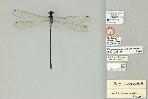 Phylloneura westermanni (Hagen in Selys, 1860) - 013383753_dorsal